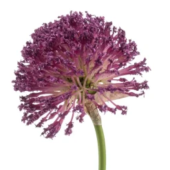 Kunstplanten & Bloemen< Kunstbloem Allium Paars - 72 cm