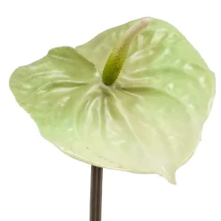 Kunstplanten & Bloemen< Kunstbloem Anthurium Groen - 65 cm