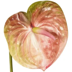 Kunstplanten & Bloemen< Kunstbloem Anthurium Groen / Roze - 65 cm