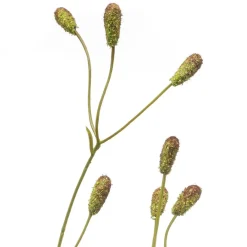 Kunstplanten & Bloemen< Kunstbloem Sanguisorba Groen / Bruin - 78 cm