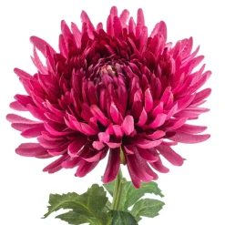 Kunstplanten & Bloemen< Kustbloem Mum Fuchsia - 72 cm